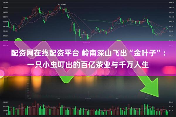 配资网在线配资平台 岭南深山飞出“金叶子”：一只小虫叮出的百亿茶业与千万人生